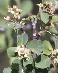 Eriophyes amelanchieri