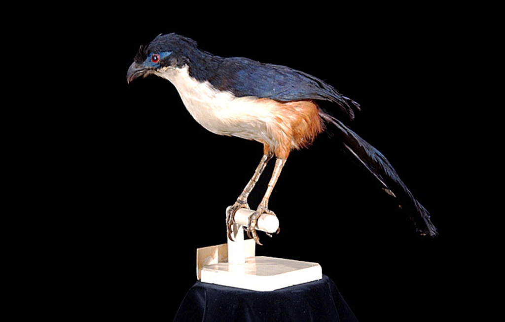 Snail-eating Coua photo