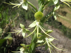Habenaria macronectar