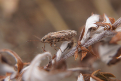 Ortholomus punctipennis