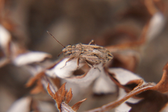 Ortholomus punctipennis