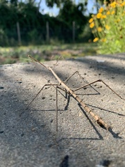 Heteronemia