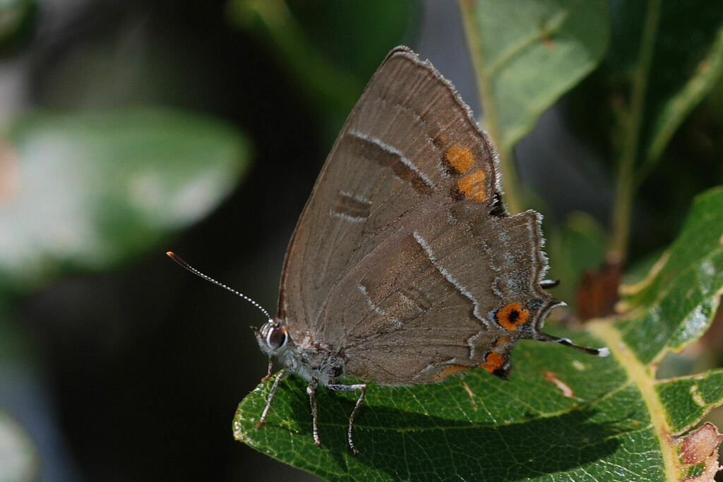Colorado Hairstreak from Taos, NM 87571, USA on September 15, 2007 at