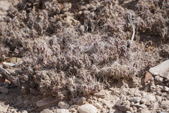 Grusonia aggeria
