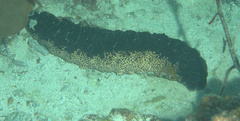 Holothuria mexicana