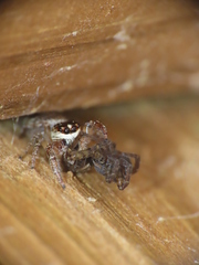 Macaroeris nidicolens