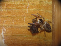 Macaroeris nidicolens