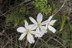 Chlorophytum cooperi