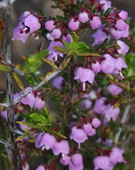 Erica bicolor