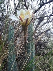 Cereus aethiops