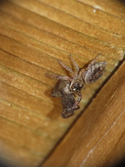 Macaroeris nidicolens