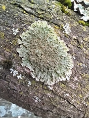 Physconia enteroxantha