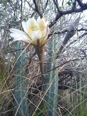 Cereus aethiops
