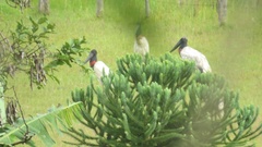Jabiru mycteria