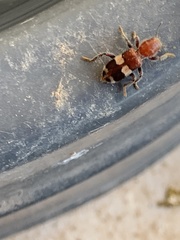 Enoclerus quadrisignatus