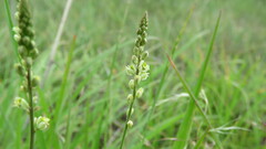 Polygala duarteana