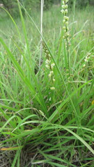 Polygala duarteana