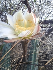 Cereus aethiops