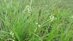 Polygala duarteana