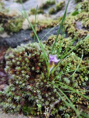 Romulea bulbocodium