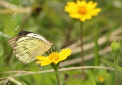 Ascia monuste orseis