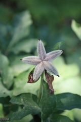 Paeonia mascula