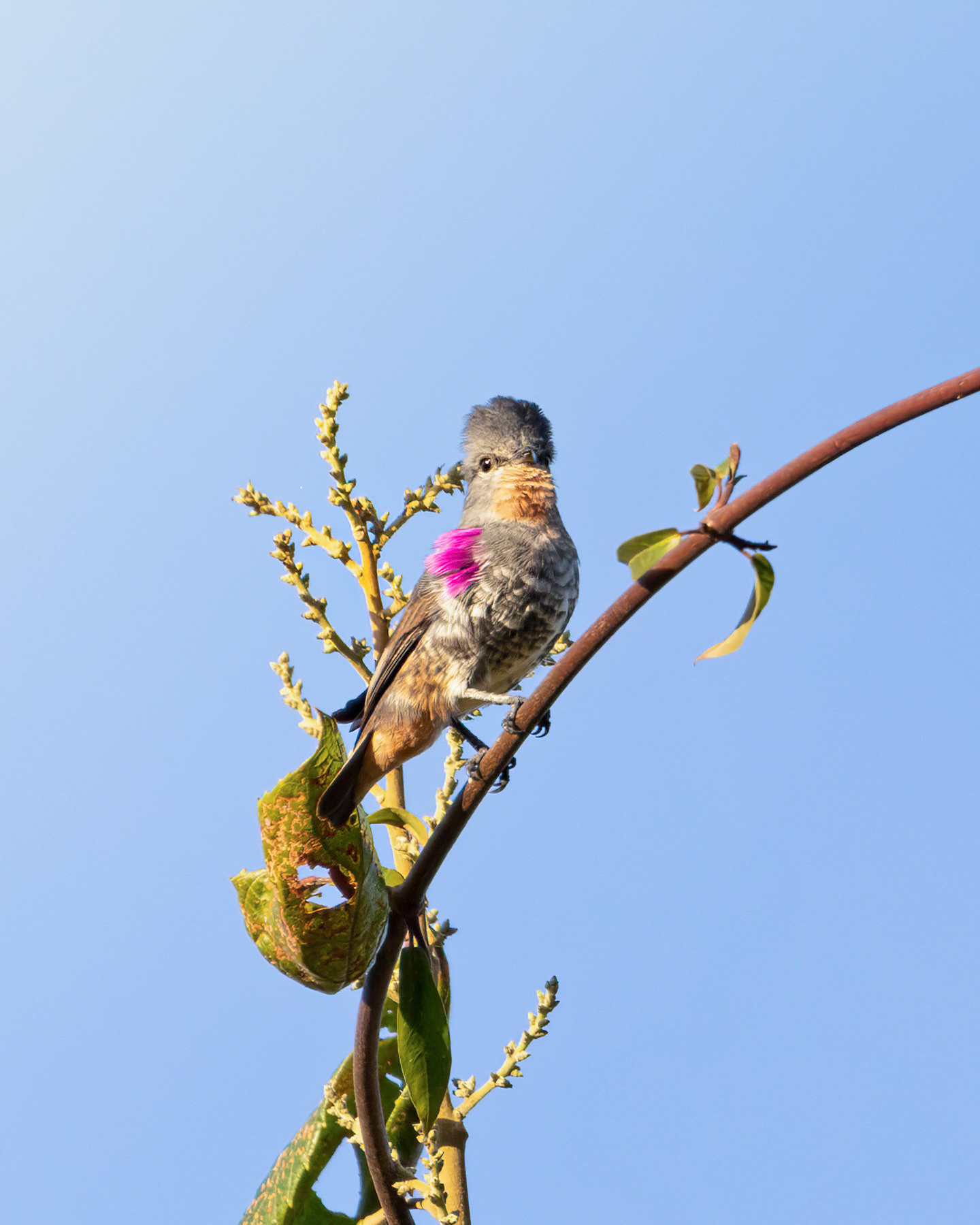 Buff-throated Purpletuft (Iodopleura pipra), photo 10