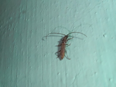 Neocompsa puncticollis