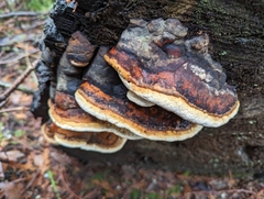 Fomitopsis mounceae