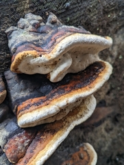 Fomitopsis mounceae
