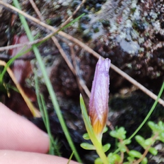 Romulea bulbocodium