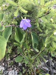 Campanula rotundifolia