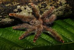 Avicularia rufa