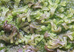 Riccia huebeneriana
