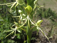 Habenaria macronectar