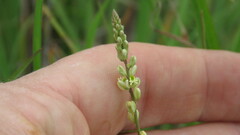 Polygala duarteana