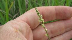 Polygala duarteana