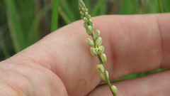 Polygala duarteana