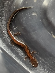 Plethodon ventralis