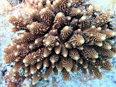Acropora gemmifera