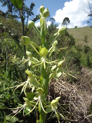 Habenaria macronectar