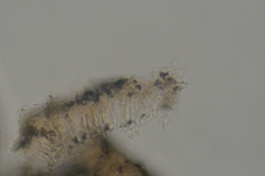 Rimbachia arachnoidea