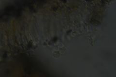 Rimbachia arachnoidea