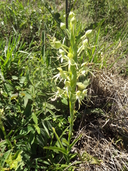 Habenaria macronectar