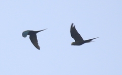 Orthopsittaca manilatus