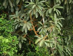 Ficus caballina