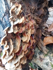Gloeoporus dichrous
