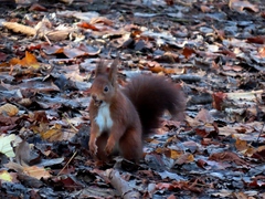 Sciurus vulgaris