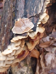Gloeoporus dichrous