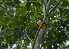 Trogon violaceus